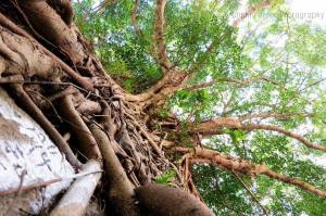 10940434_729736603788998_1165796316443229264_n