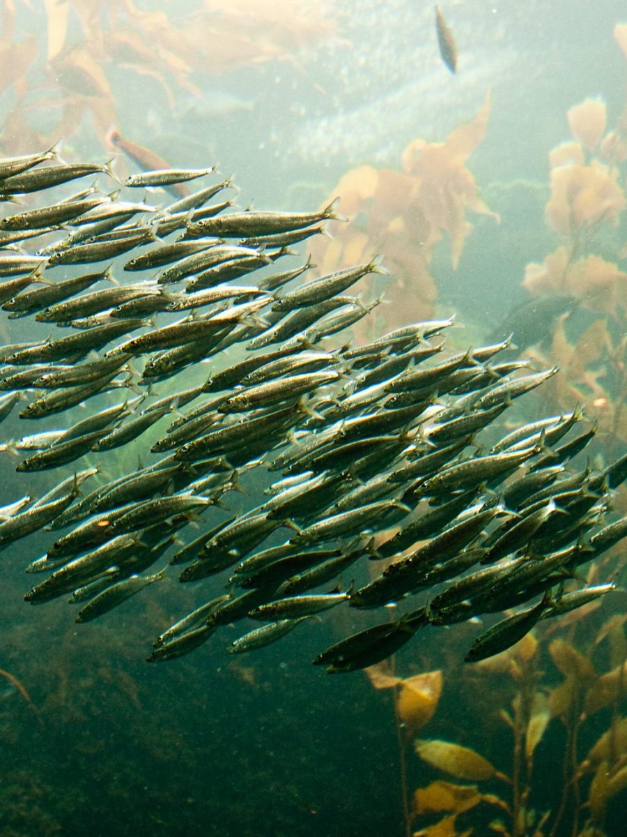 voice research workshop&nbsp;notes